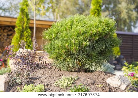 Alpine garden with dwarf conifers close up.