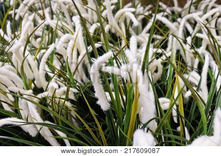 Artificial Feather Pennisetum or Mission Grass for Home and Office Decoration without The Care.