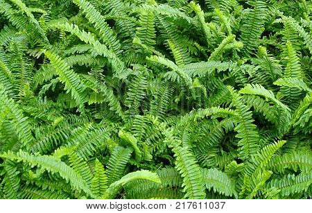 Background Pattern Horizontal of Pteridophyta or Tassle Ferns Textured or Green Bush.