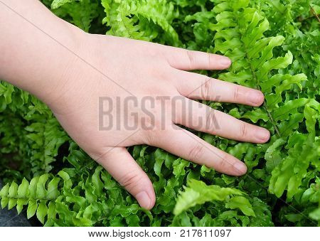 Ecology and Environment Concept Closeup of Hand Protection Pteridophyta or Tassle Ferns. Taking Care of The Garden.