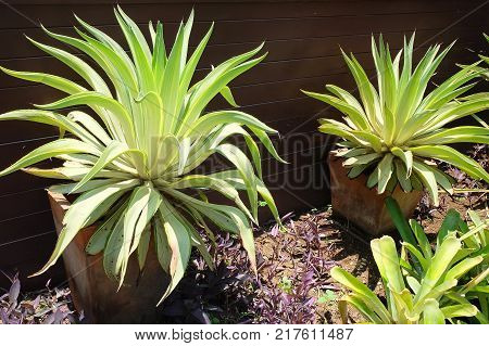 Garden and Plant Agave Plants Decoration in The Beautiful Garden. A Succulent Plants with A Large Rosette of Thick and Fleshy Leaves with Sharp Thorns.