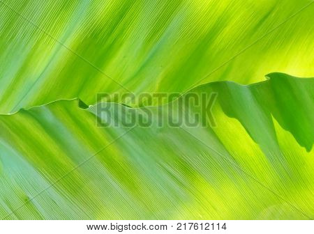 Background Pattern Hertical Abstact Green Leaf Textured and Background with Copy Space for Text Decorated.