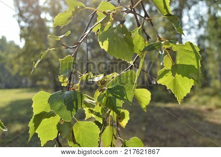 Green birch leaves on the branch in the foreground in summer Sunny day.