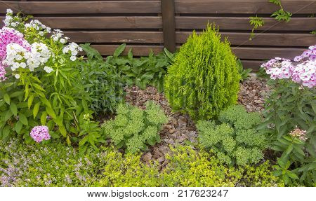 Thujia dwarf in the form of a drop on the lawn.