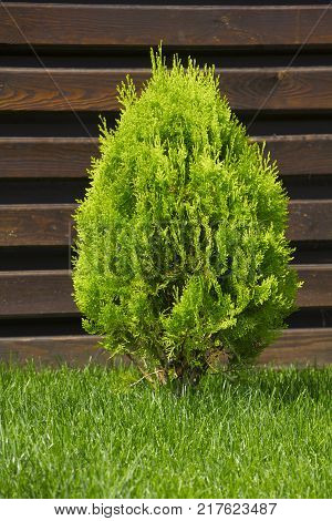 Thujia dwarf in the form of a drop on the lawn.