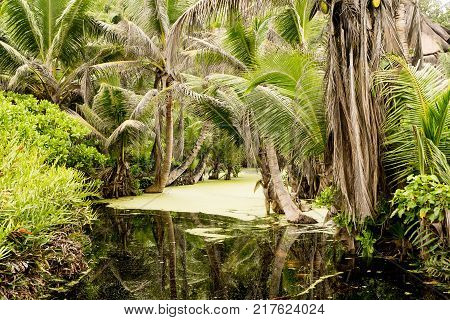 tropical marsh with exotic plants La Digue Seychelles