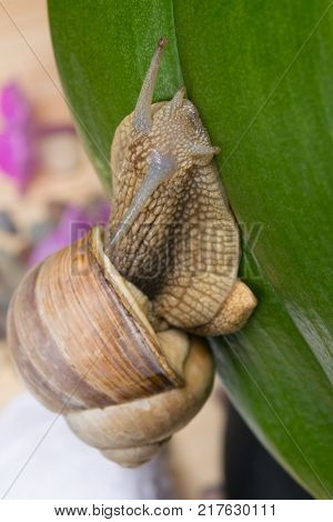 a large snail crawls against a background of flowers on a green leaf to the top