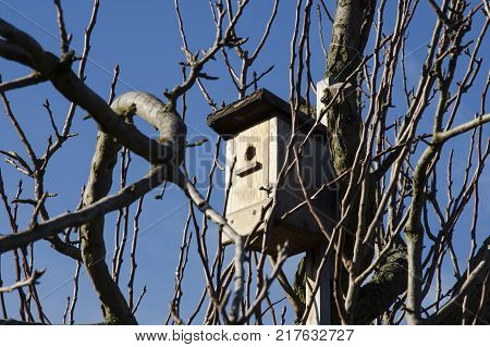 A Birdhouse on a tree between the branches on a bright winter day with a blue sky