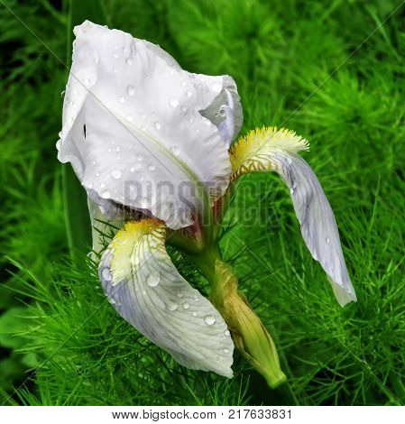 Iris in Meadowlark Botanical Garden in Vienna Virginia USA April 27 2016