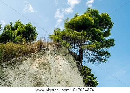 Wild scene of a tree at the edge of a cliff with cloudy sky in background
