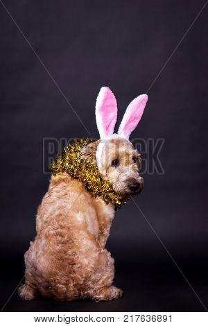 Irish Soft Coated Wheaten Terrier