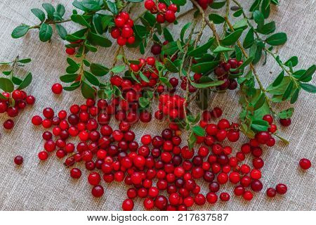 Berries of red cowberry along with twigs with green leaves.