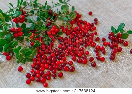 Berries of red cowberry along with twigs with green leaves.