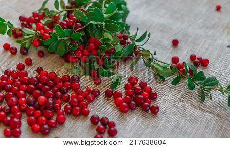 Berries of red cowberry along with twigs with green leaves.