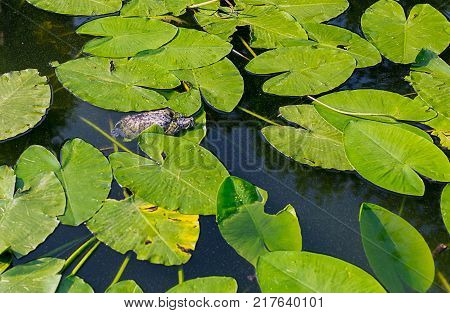 Turtle On The Water-lily Leaves. A Young Animal Floats In The Water Among The Large Leaves Of Nenuph