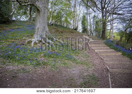 Footpath through woodland with blubells in flower Sussex England