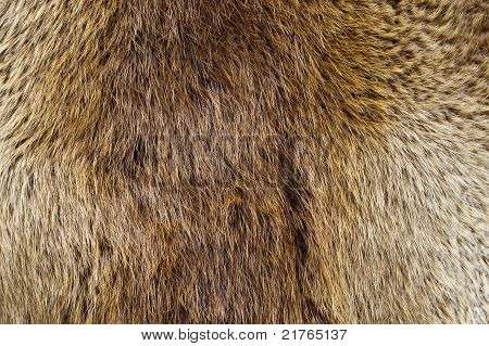 Bæver Pelt