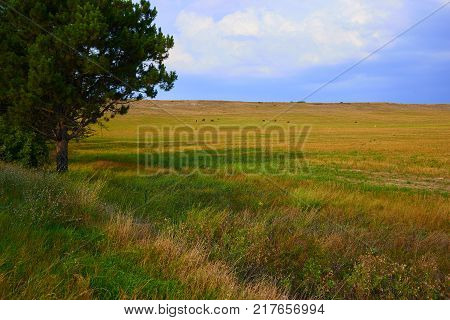Farm field with green and yellow stripes of plants the end of the summer