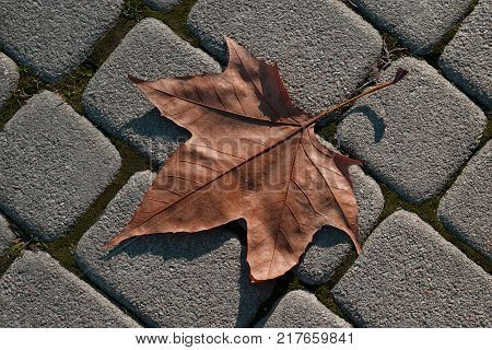 a maple leaf lying on a stone paved path close-up