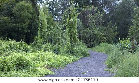 Rural dirt road with tire tracks leading straight through lush green pastures and farmland in a receding view