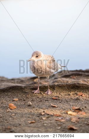 Youngbird -  grey baby seagull - closeup