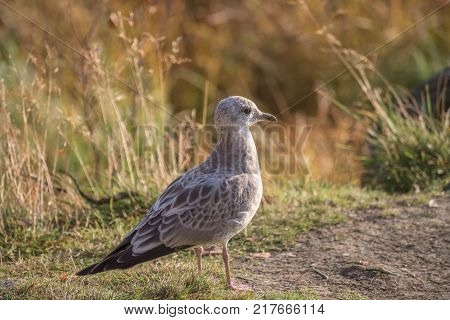 Youngbird -  grey baby seagull - closeup