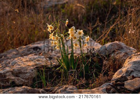Flowers of narcissus growing among stones and dry grass