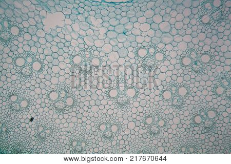 Microscope Photo Of An Ant