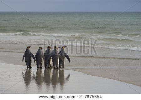 Group of King Penguins (Aptenodytes patagonicus) on the beach at The Neck on Saunders Island in the Falkland Islands.