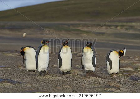 Group of King Penguins (Aptenodytes patagonicus) at The Neck on Saunders Island in the Falkland Islands.