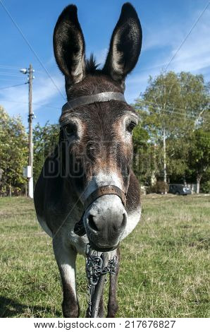 Female donkey closeup grazing on village meadow in summertime