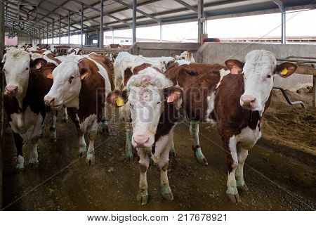 Dairy cows of Monbeliard breeding in livestock stall.