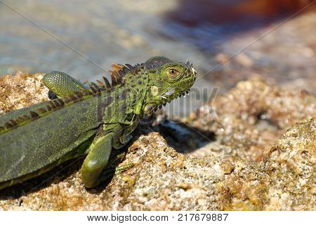 This green iguana was photographed in the Florida Keys where it is an invasive species.