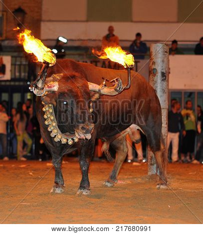 bull in spain with fire in the horns