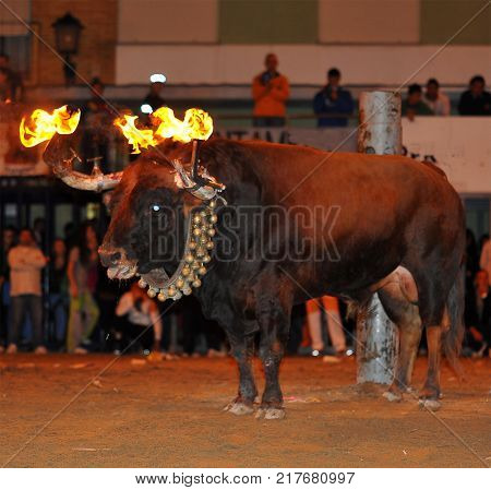 bull in spain with fire in the horns