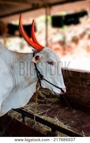 Oxen Bullock Tied to a Rope in Shelter in cow shade