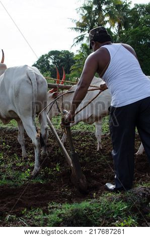 Ploughing of field by traditional method using Oxens or bullocks and a plough