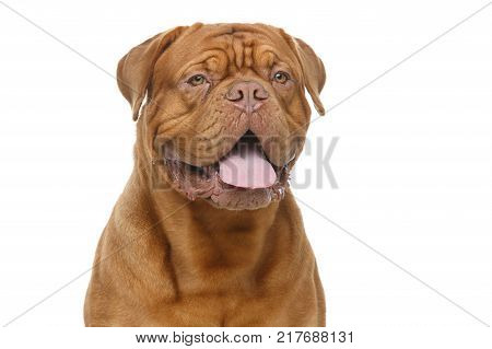 beautiful young dogue de bordeaux dog sitting. closeup portrait. studio shot isolated on white background.