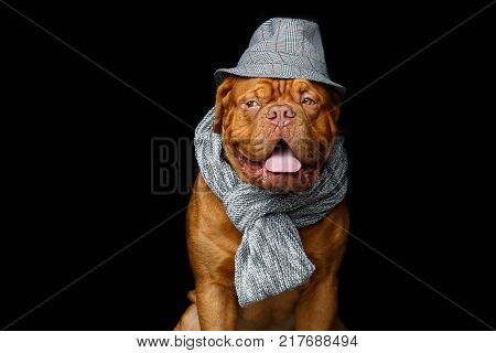 beautiful young dogue de bordeaux dog wearing grey scarf and hat. sitting pose. studio shot on black background. closeup portrait.