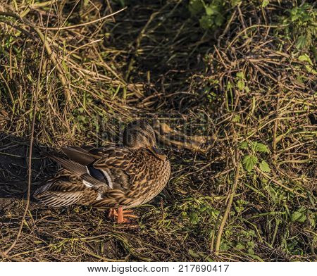 Ducks Near River Bilina In Winter Sunn Day In Usti Nad Labem City