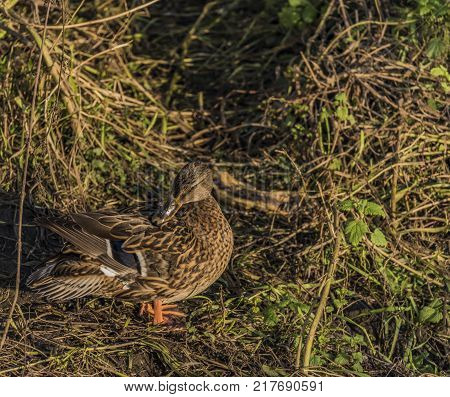 Ducks Near River Bilina In Winter Sunn Day In Usti Nad Labem City
