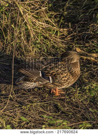 Ducks Near River Bilina In Winter Sunn Day In Usti Nad Labem City