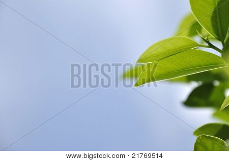 Grünes Blatt Hintergrund in blauen Himmel