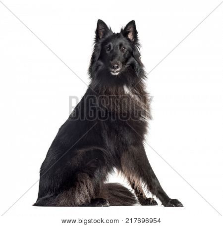 Groenendael (1.5 years old), isolated on white