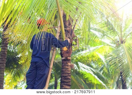 A man cutting leaves of palm outdor