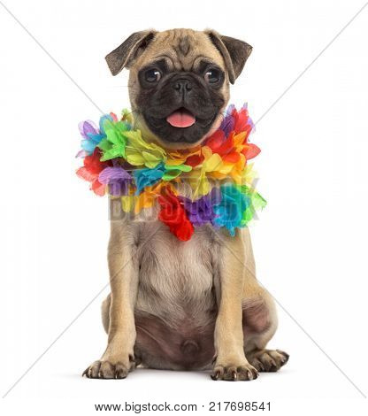 pug wearing a hawaiian lei, dog, isolated on white