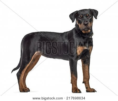 Side view of a rottweiler dog, standing, isolated on white