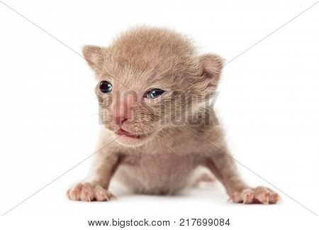 New born Peterbald kitten, cat, isolated on white