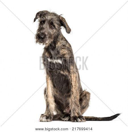 Irish Wolfhound dog, sitting, , isolated on white