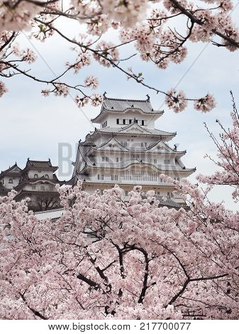 Himiji Castle during the Sakura bloom season, Japan
